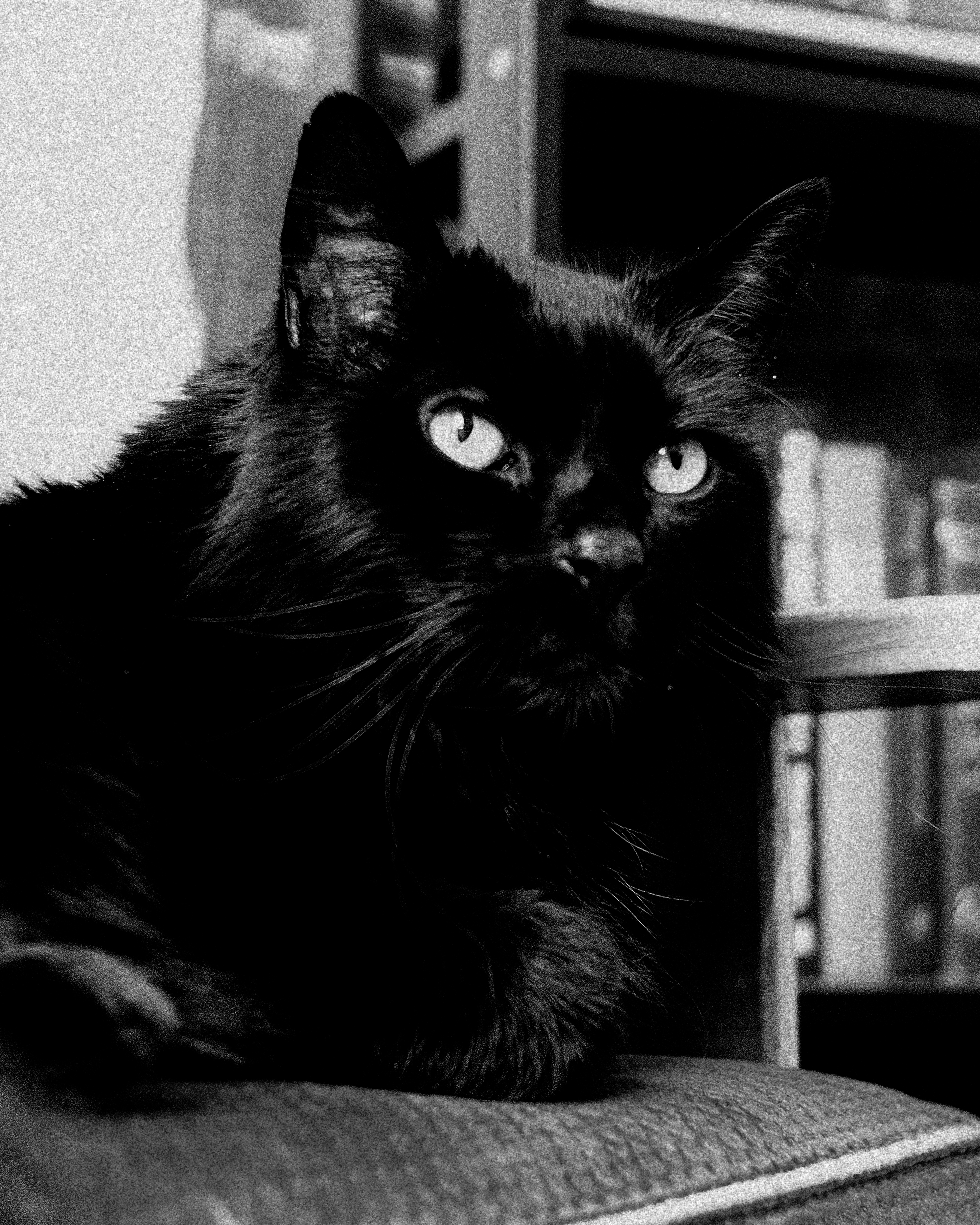 Milo
